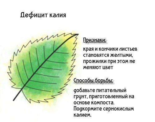 Почему желтеют листья у цветов на балконе